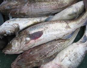 鳕鱼最新爆料图片高清,揭秘海洋美食的绝美瞬间  第1张